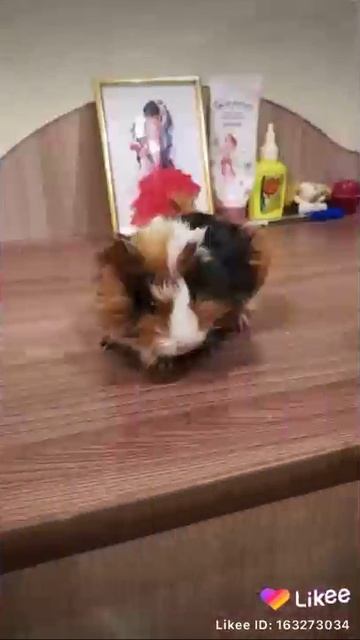 Морские свинки 🐹 смотреть онлайн