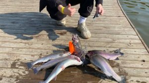 ОТКРЫТИЕ СЕЗОНА! 2025 Ловля форели на платном водоеме «Завидное». Ловля форели по открытой воде