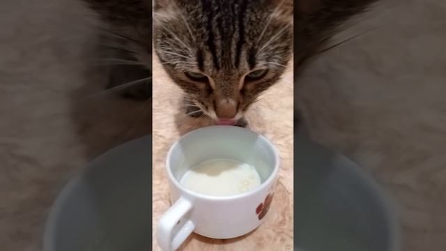 Шлема пьет молоко смотреть онлайн