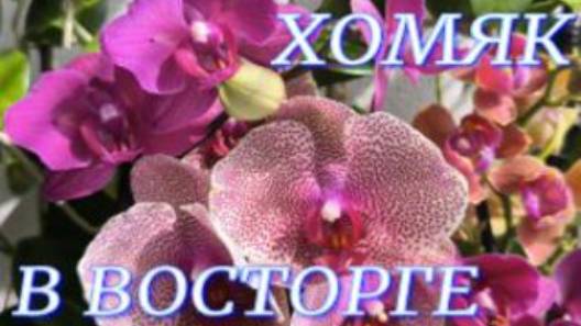 №1051/ ОРХИДЕЙНЫЕ подарочки!!! Хомяк в ВОСТОРГЕ. смотреть онлайн