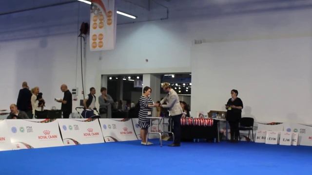 Брабы, кобели промежуток ЧЕвропы/18 смотреть онлайн