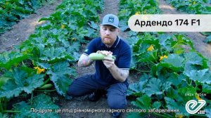 Ардендо 174 F1 – універсальний гібрид кабачка для вирощування в усі сезони.