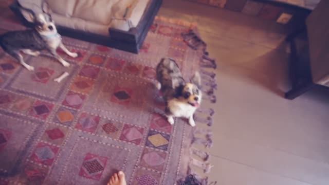 Выбираем игрушки для собаки | Догмама 🐕🎾 смотреть онлайн