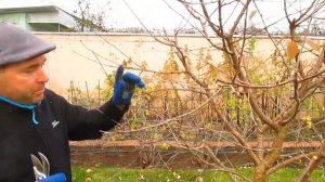 Обрезка вишни ДЮК . В чём разница обрезки с обычной вишней.