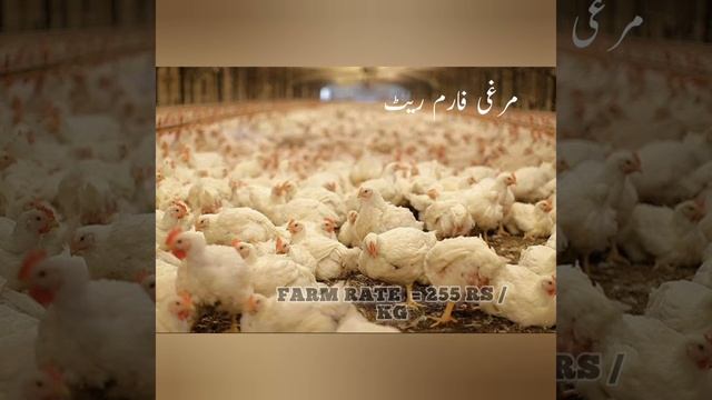 ISLAMABAD || 08/03/22 || 400RS KG CHICKEN PRICE 😮🤐 смотреть онлайн