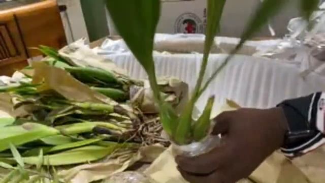 LIVE IN THE ORCHID JUNGLE ECUAGENERA UNBOXING смотреть онлайн