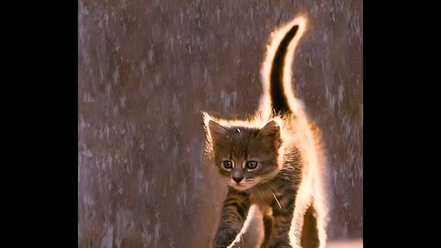 Коты в хардбасе смотреть онлайн