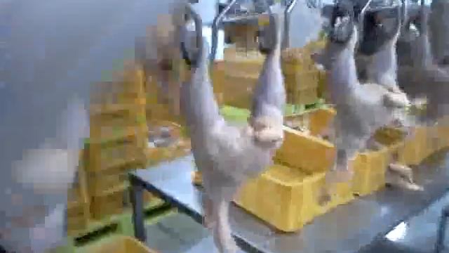 Разделка курицы на птицефабрике смотреть онлайн