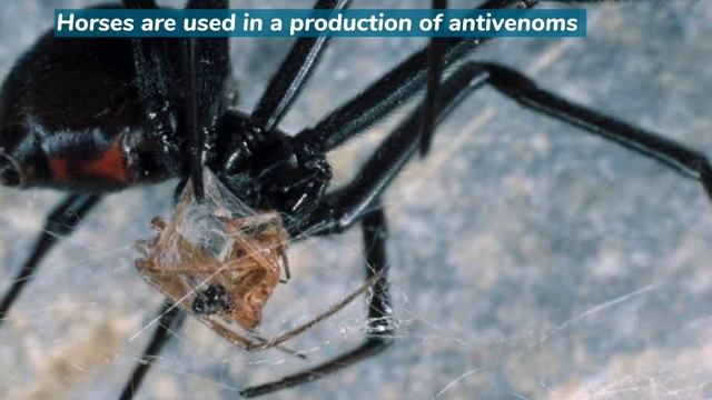 10 interesting facts about black widow spiders | #AnimalsandPets смотреть онлайн