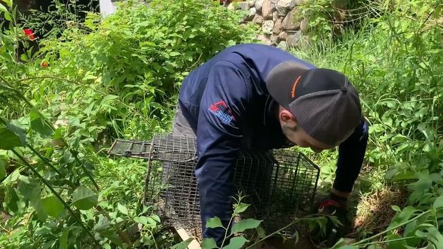 How Catseye Technicians Catch Groundhogs & Keep Them Out смотреть онлайн