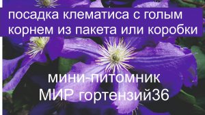 Посадка клеметиса из пакета