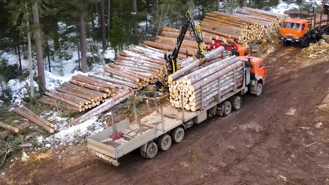 2022. Кедровый дом. Заготовка леса смотреть онлайн