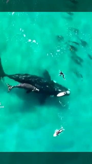 sharks 🦈 Whales 🐋 dolphin 🐬 смотреть онлайн