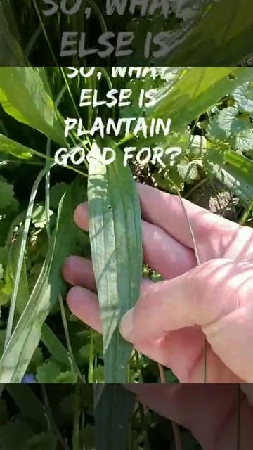 1 Minute Herbs - Plantain - The Herb Guy - Natural Healing In Your Back Yard