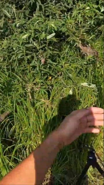 Поймал хорошего карася на червя смотреть онлайн