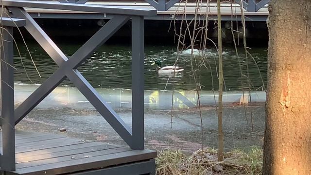 Новости с пруда.Утки дикие прилетели смотреть онлайн