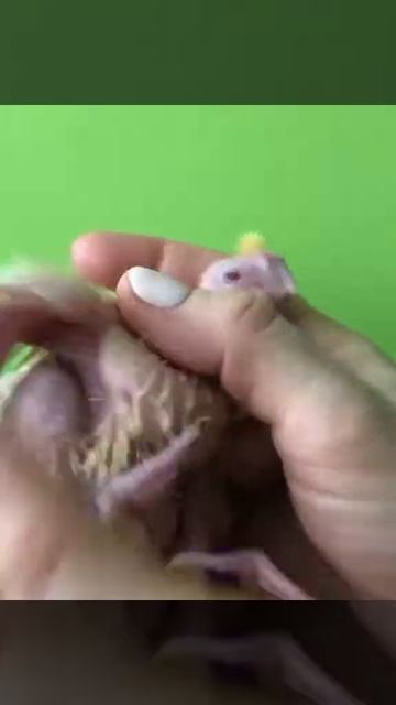 Жёлтые Хохолки🐣🐣 ( птенцы - выкормыши Корелл)