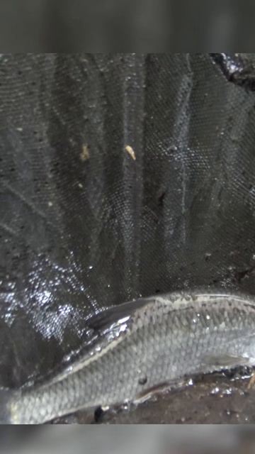 рыбка в бочке смотреть онлайн