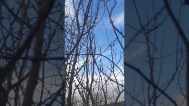 Зацвели деревья на Ставрополье 8 декабря. Алыча . смотреть онлайн