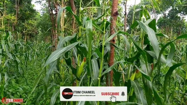 Cara Mudah Mencari Sarang Burung Perkutut Liar смотреть онлайн