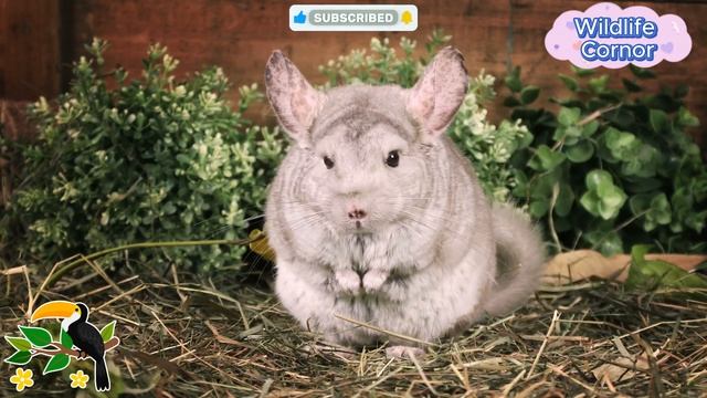 Animal Sounds: Chicken, Koala, Eagle, Parrot, Hedgehog, Monkey... - Animal Moments смотреть онлайн