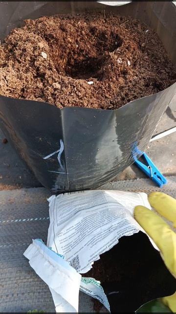 сажаем помидоры в мешки 🍅 между рядами клубники 🍓 #дача #садоводничество #клубника #сад #огород смотреть онлайн