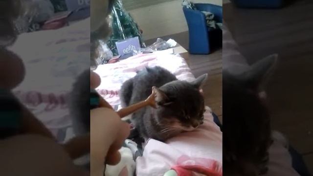 Видео Клаудин Вульф смотреть онлайн