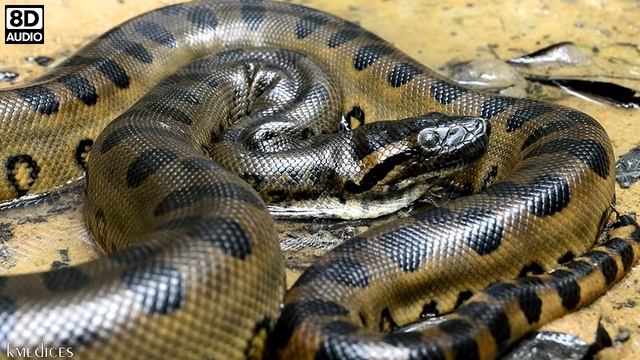 🐍 ANACONDA SOUND - ANACONDA SOUND EFFECT - SOUND OF ANACONDA - NOISE OF ANACONDA