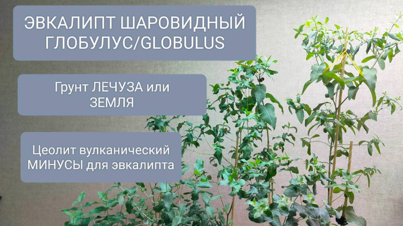 🌳ЭВКАЛИПТ ШАРОВИДНЫЙ ГЛОБУЛУС/GLOBULUS. Формирование и тонкости выращивания на различных грунтах. смотреть онлайн