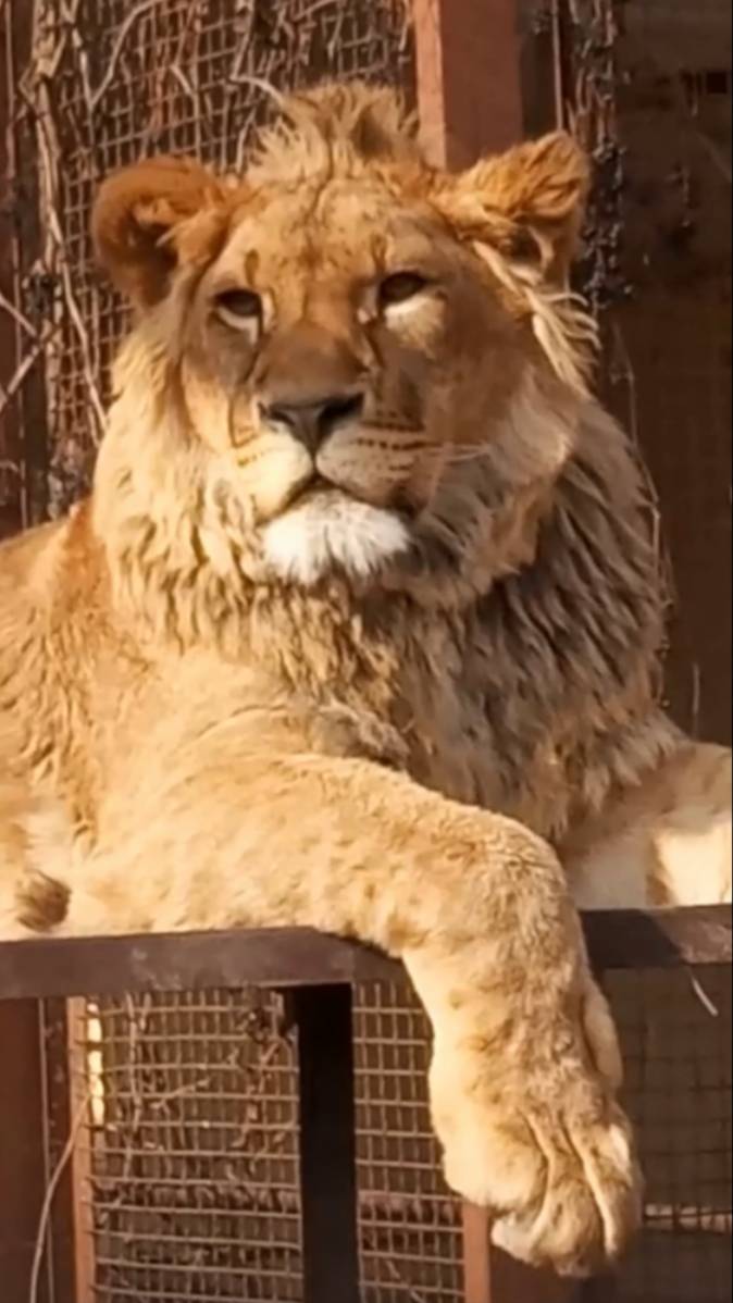 ШЕРХАН и его бархатный носик. Кто любит Шерханчика больше всех? #шерхан_тайган #лев #shortvideo смотреть онлайн