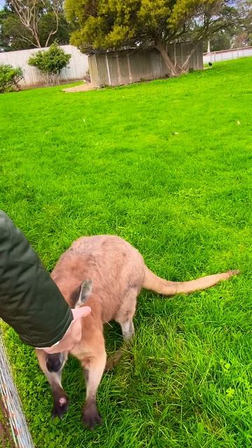 Red kangaroo (plz subscribe) #shorts #wildlife #native смотреть онлайн