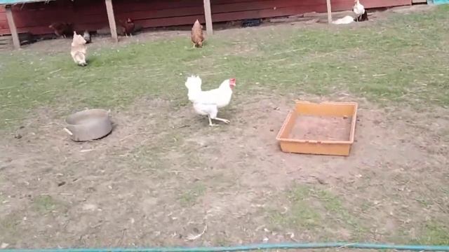 Каза дереза