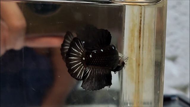 ikan cupang hias black mamba masking смотреть онлайн