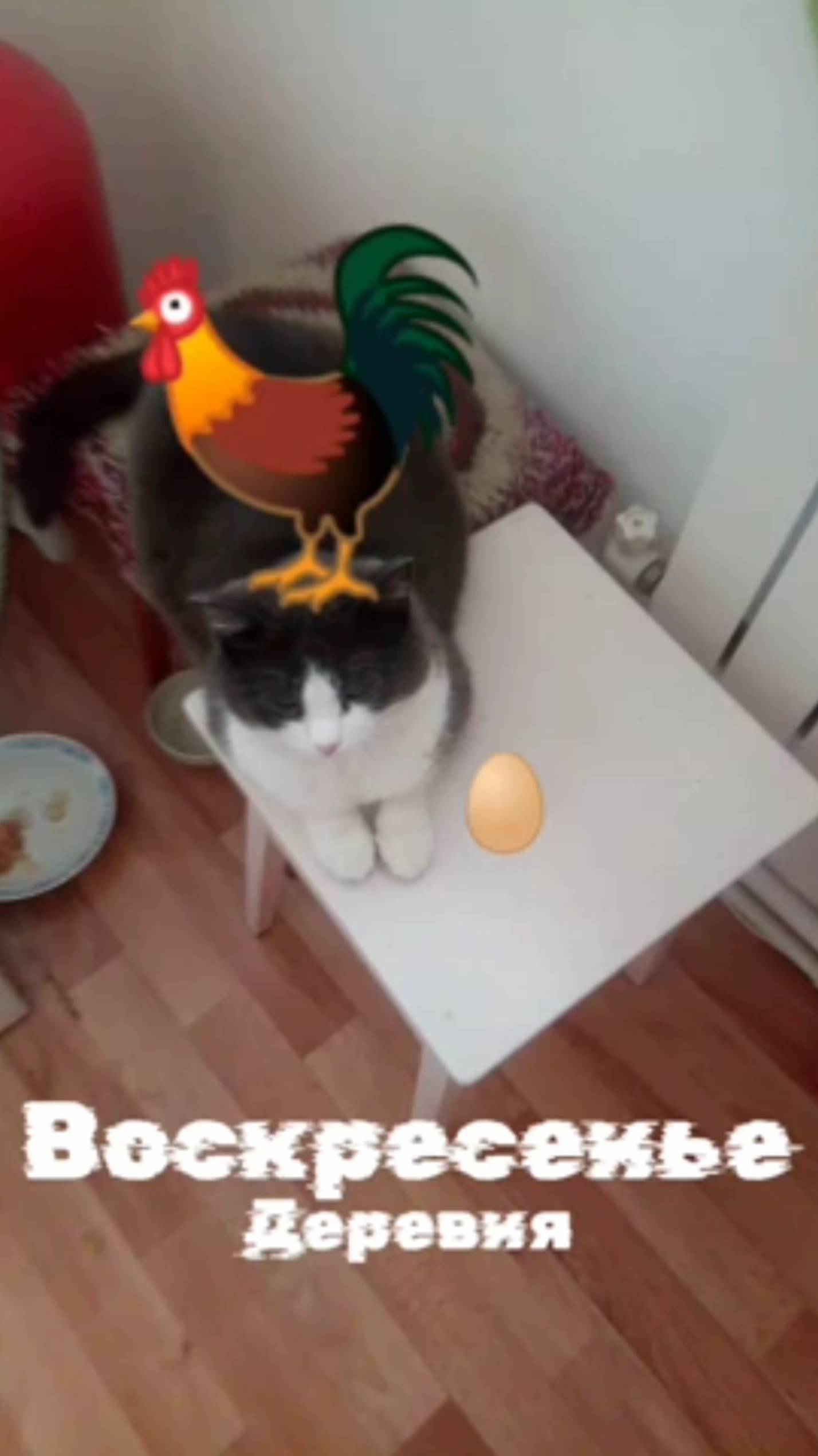 Деревня Воскресенье конфеты кошка