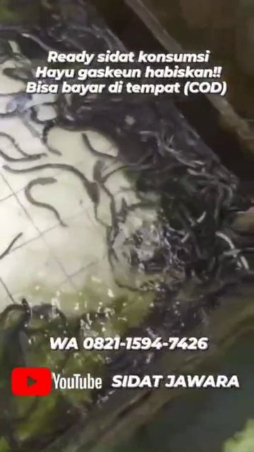 SIDAT KONSUMSI NIH BANG🥰🥰 смотреть онлайн