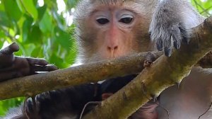 Новорожденный малыш Обезьянка Тиа Мама Тара Обезьяна