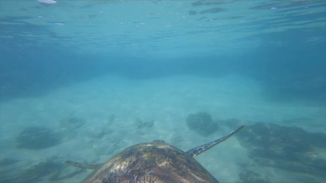 Шри-Ланка 04.2024 Vijaya beach (черепаший пляж) смотреть онлайн