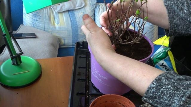 Ампельная гортензия French Bolerо.  Пересадка гортензии в подарочный горшок