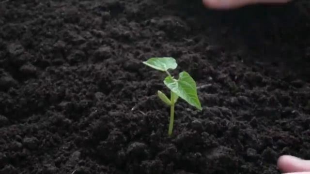 Весной ваша земля будет как после 3 камазов навоза если под зиму раскидать эти сидераты! #сад смотреть онлайн