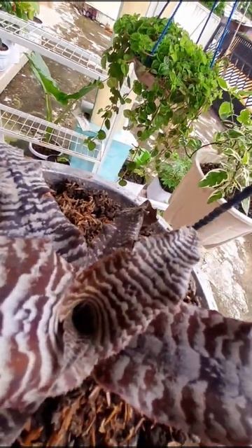Tanaman Hias Cryptanthus zonatus dan Sansevieria golden flame смотреть онлайн