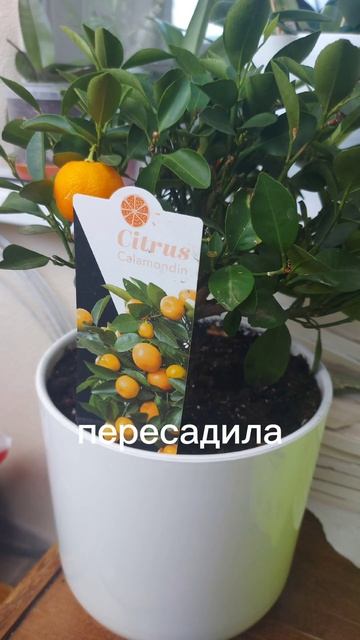 Каламондин#цитрус #домашниецветы #растения #каламондин