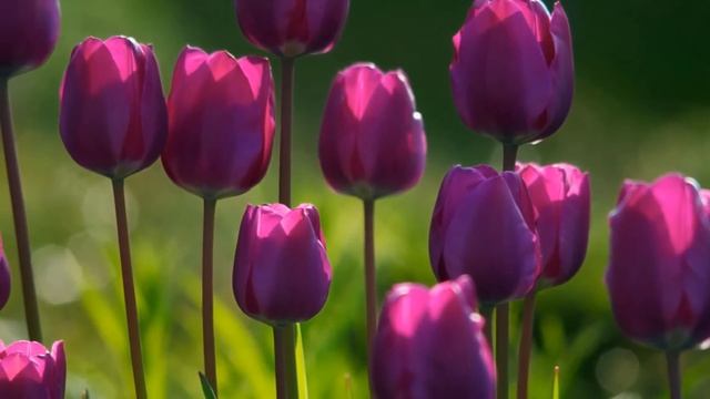 Tulips From Amsterdam смотреть онлайн