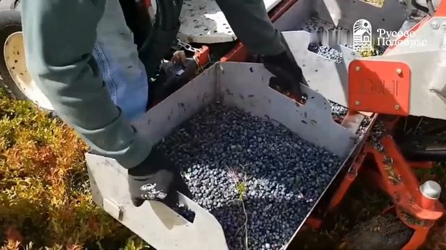 Черника сушеная, Черника вяленая смотреть онлайн