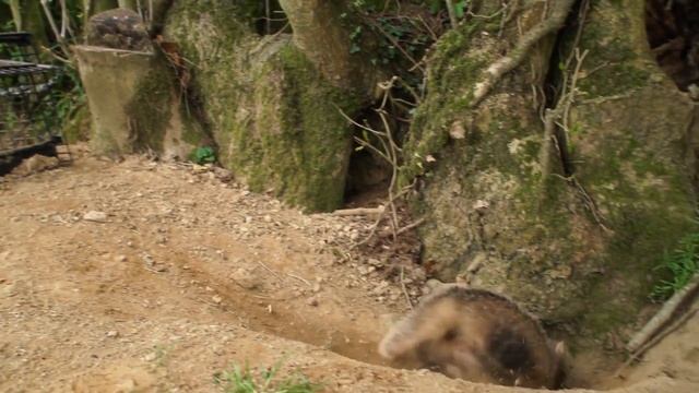 Some European badgers are “Super Rangers” смотреть онлайн