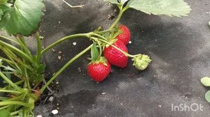 Клубника сорта Фурор произвела фурор