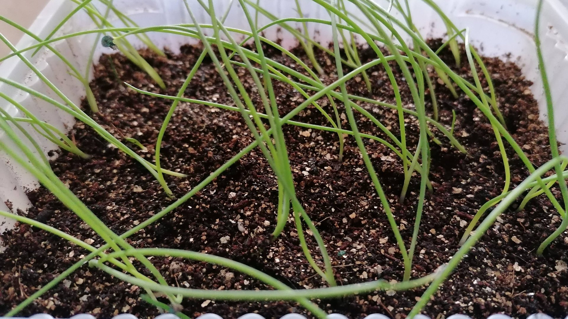 Подкормка рассады лука "Эксибишен", которая поможет обеспечить хорошее развитие и здоровый рост. смотреть онлайн