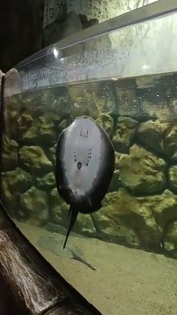 VGP Marine Kingdom / Batoidea / StingRay смотреть онлайн