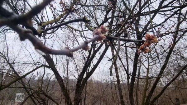 Трейл 2025-03. Подготовка трассы в Серебряном Бору.