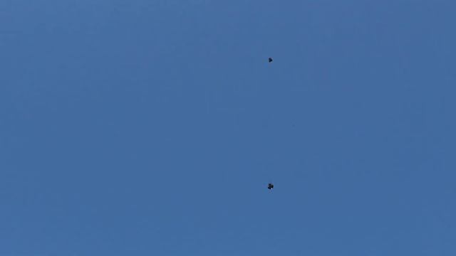 Серпастые голуби 11.03.2020 смотреть онлайн