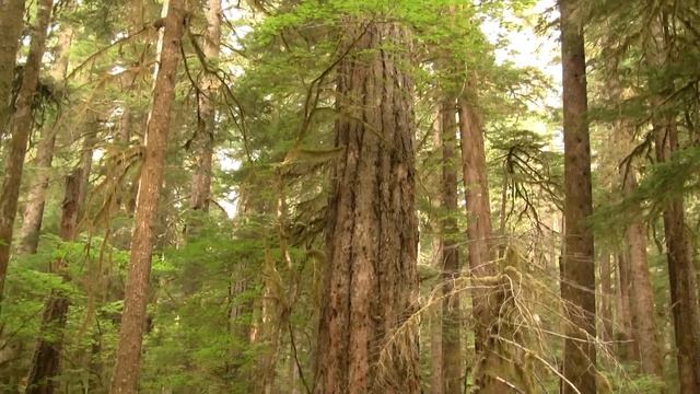 700-year Old Douglas Fir. 700-летняя дуглассия 1504sp